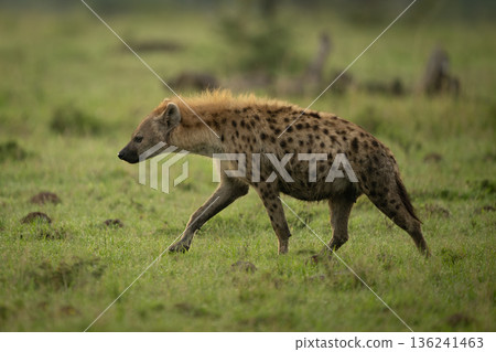 Spotted hyena walks over short dewy grass 136241463