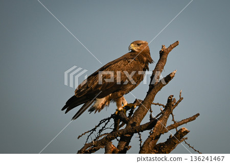 Steppe eagle turns head perched on branch Steppe eagle turns head perched on branch 136241467