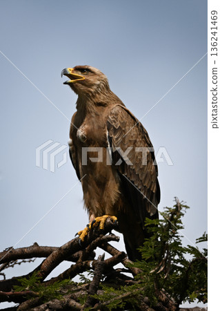 Tawny eagle lifts head and opens beak Tawny eagle lifts head and opens beak 136241469