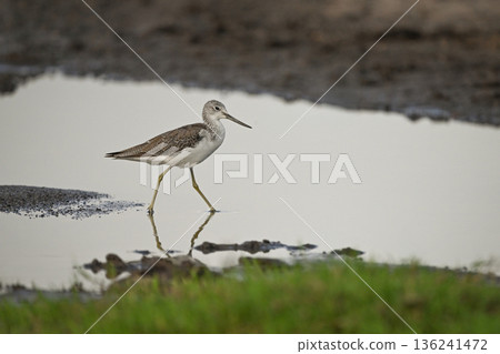 Terek sandpiper wades through pool in profile Terek sandpiper wades through pool in profile 136241472