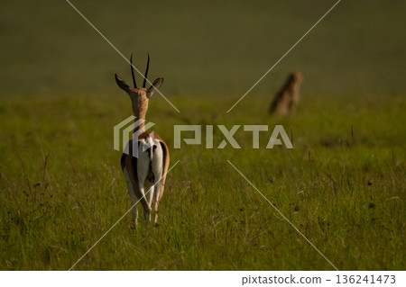 Thomson gazelle and cheetah watching each other Thomson gazelle and cheetah watching each other 136241473