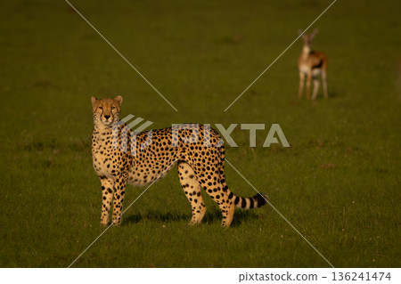 Thomson gazelle eyes cheetah standing watching camera 136241474