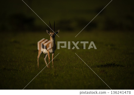 Thomson gazelle stands watching camera on savanna Thomson gazelle stands watching camera on savanna 136241478