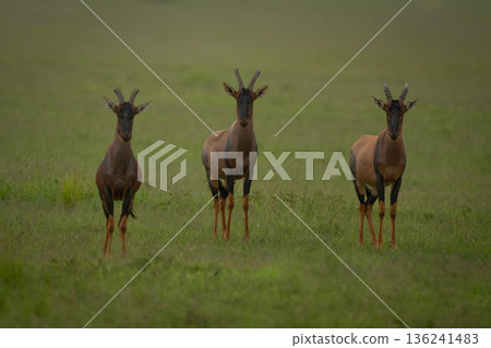Three topis stand watching camera on grassland Three topis stand watching camera on grassland 136241483