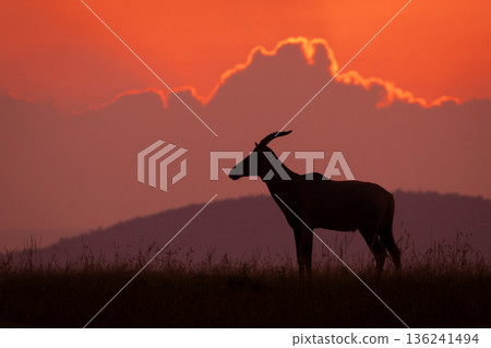 Topi standing on horizon during cloudy dawn 136241494