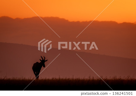 Topi stands grazing on horizon at dawn 136241501