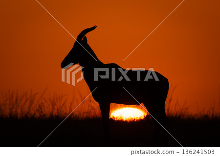 Topi stands in profile as sun rises Topi stands in profile as sun rises 136241503