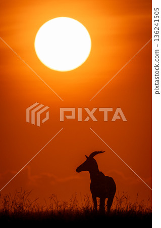 Topi stands on grassy horizon at dawn Topi stands on grassy horizon at dawn 136241505