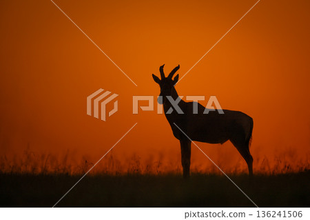 Topi stands on grassy horizon at sunrise 136241506