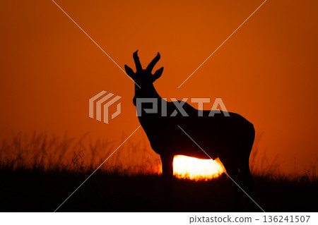 Topi stands on horizon as sun rises Topi stands on horizon as sun rises 136241507