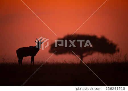 Topi stands on horizon by acacia tree 136241510