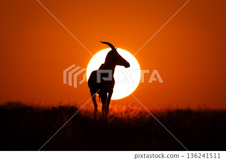 Topi stands on horizon covering rising sun 136241511