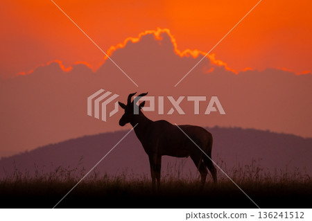 Topi stands on horizon during cloudy dawn Topi stands on horizon during cloudy dawn 136241512