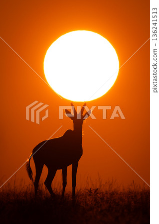 Topi stands on horizon under rising sun Topi stands on horizon under rising sun 136241513