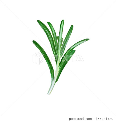 Botanical watercolor of fresh rosemary. Detailed watercolor rendering of rosemary herb branch. Hand drawn food artwork isolated on a white background, ideal for culinary design and packaging Botanical watercolor of fresh rosemary. Detailed watercolor rendering of rosemary herb branch. Hand drawn food artwork isolated on a white background, ideal for culinary design and packaging 136241520