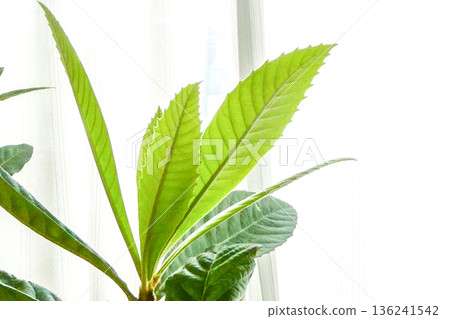 New shoots have appeared on a potted loquat tree that is not cold-hardy. New shoots have appeared on a potted loquat tree that is not cold-hardy. 136241542