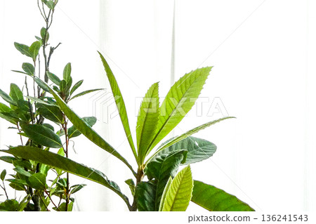 Potted laurel and loquat trees that are not cold-hardy and have new buds. Potted laurel and loquat trees that are not cold-hardy and have new buds. 136241543