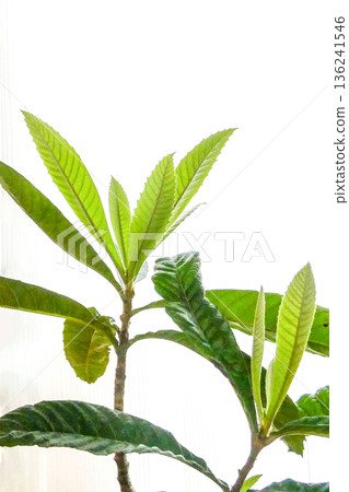 New shoots have appeared on a potted loquat tree that is not cold-hardy. 136241546