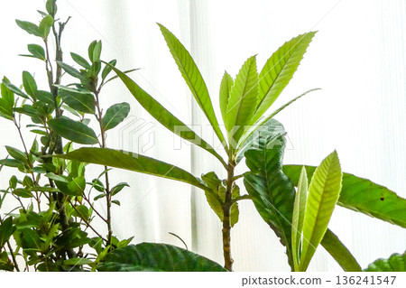 不耐寒且長有新芽的盆栽月桂樹和枇杷樹。 不耐寒且長有新芽的盆栽月桂樹和枇杷樹。 136241547