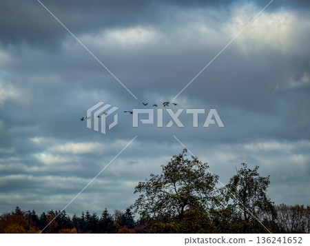 Cloudy horizon features migrating birds amid subdued light and calm Cloudy horizon features migrating birds amid subdued light and calm 136241652