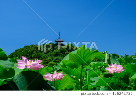 橫濱三溪園 136241725