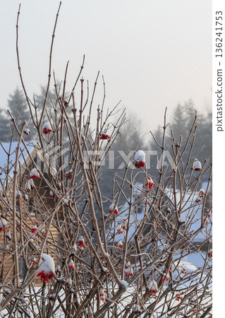The beauty of the winter landscape The beauty of the winter landscape 136241753