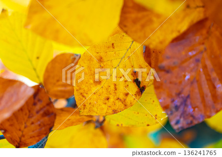 Single golden leaf in autumn with glowing yellow bokeh background 136241765