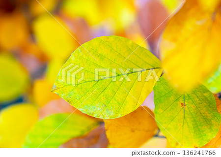 Sharp-focused yellow leaf with bright autumn bokeh background 136241766