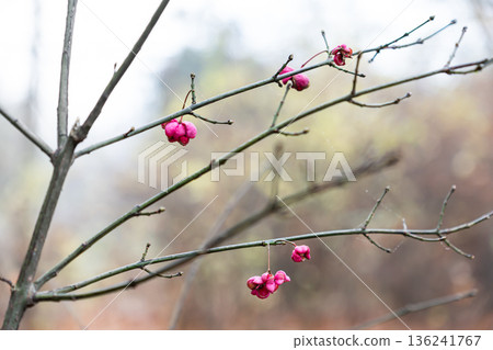 European spindle flowers on bare branches with strong bokeh 136241767
