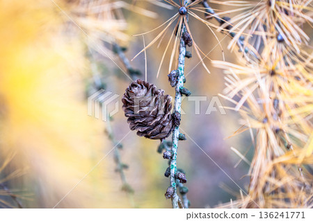 Larch cone surrounded by yellow needles in autumn macro 136241771