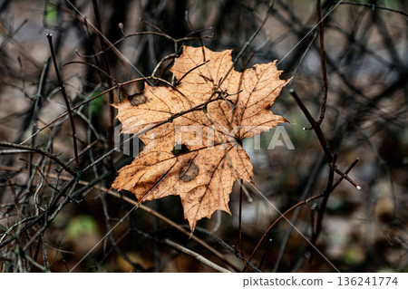 Yellow maple leaf caught on branches in autumn 136241774