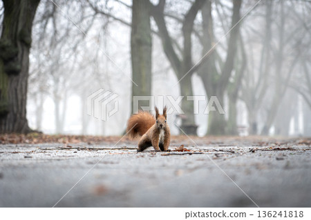 Foggy autumn morning with curious squirrel on leaf-covered ground 136241818