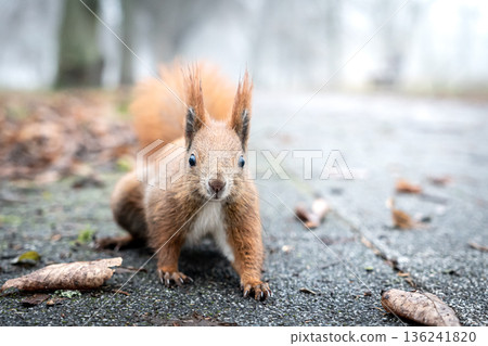 Curious squirrel on foggy forest floor in late autumn 136241820