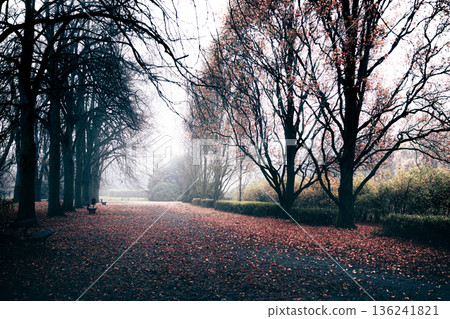Foggy autumn park with wide leaf-covered pathway and trees Foggy autumn park with wide leaf-covered pathway and trees 136241821