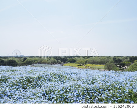 茨城縣政府運行的日立海濱公園的Nemophila盛開 136242009