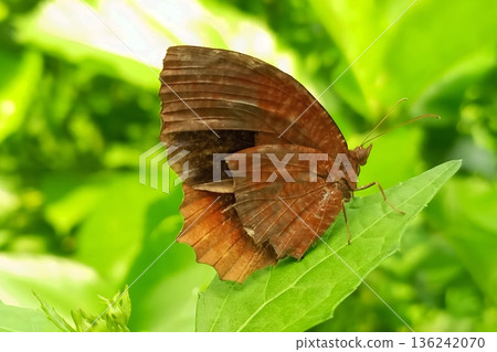 Palmfly butterfly on green leaf 136242070