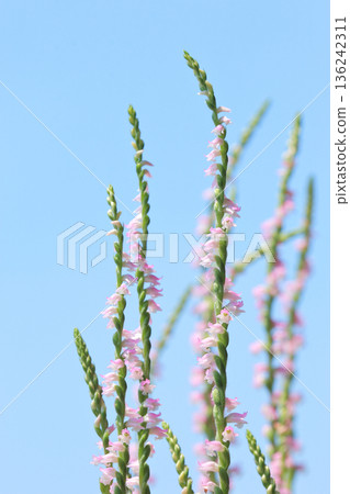 野花 13 銀菊(Spiranthes crenata) 野花 13 銀菊(Spiranthes crenata) 136242311