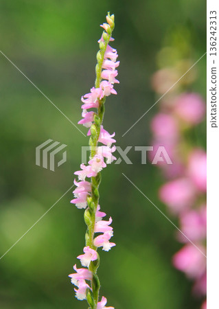 Wildflowers 15 Spiranthes crenata flower 136242313