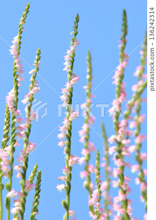 Wildflowers 16 Spiranthes crenata flower 136242314