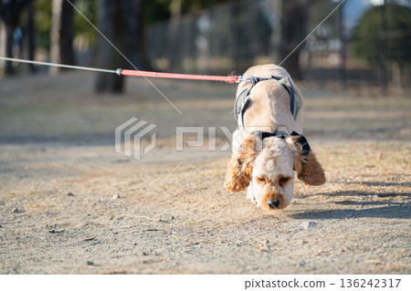 一隻狗的散步 136242317