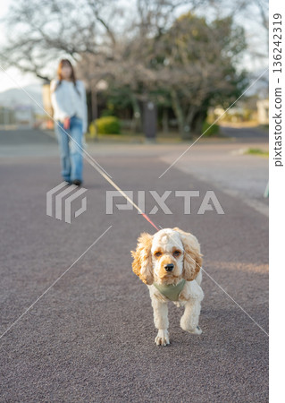 一隻狗的散步 136242319