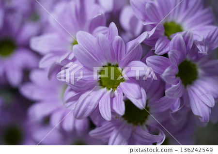 Chrysanthemum morifolium the vibrant garden mum and florists daisy Chrysanthemum morifolium the vibrant garden mum and florists daisy 136242549