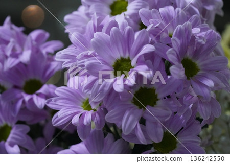 Chrysanthemum morifolium the vibrant garden mum and florists daisy Chrysanthemum morifolium the vibrant garden mum and florists daisy 136242550
