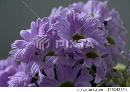 Chrysanthemum morifolium the vibrant garden mum and florists daisy 136242554