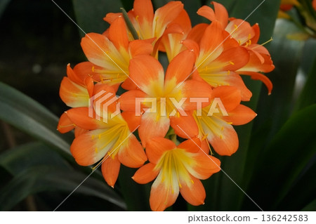Clivia Flowers Vibrant Blooms and Botanical Beauty 136242583