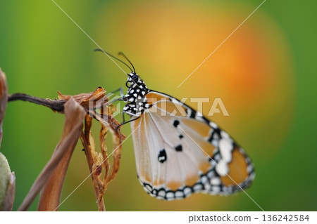 Monarch Butterfly Perched on a Twig Macro Shot Monarch Butterfly Perched on a Twig Macro Shot 136242584