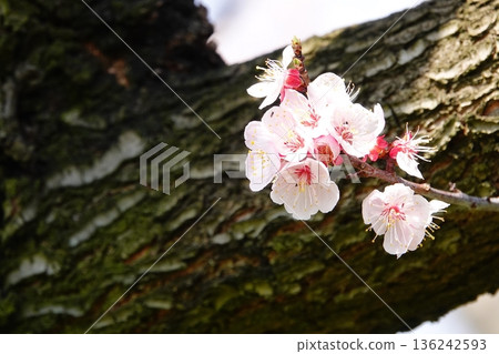 老樹上早春的梅花盛開 136242593