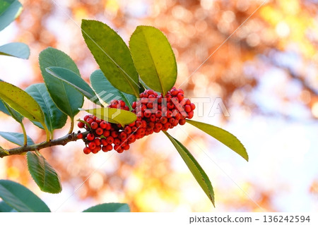 Bright red berries growing on the branches Bright red berries growing on the branches 136242594