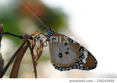Monarch Butterfly on Dried Plant Close Up Photography Monarch Butterfly on Dried Plant Close Up Photography 136242608
