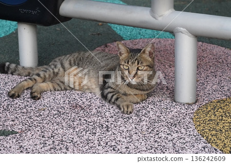 Cute Tabby Cat Relaxing Outdoors Playground Scene Cute Tabby Cat Relaxing Outdoors Playground Scene 136242609